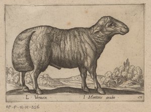 Mouton arabe - Antonio Tempesta