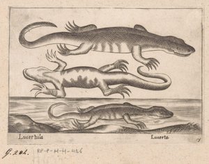 Trois lézards - Antonio Tempesta