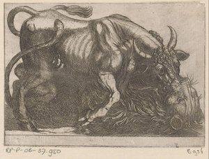 Un taureau combattant avec un lion - Antonio Tempesta
