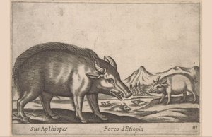 Cochon éthiopien - Antonio Tempesta