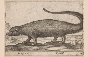 Animal de type furet - Antonio Tempesta