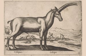 Geitachtige - Antonio Tempesta