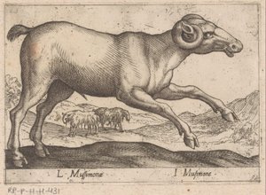 Caprin (Animaux et créatures fabuleuses) - Antonio Tempesta