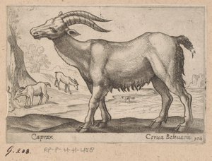 Chamois - Antonio Tempesta