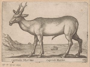 Hert Capreulus Marinus / Capriolo Marino (Dieren en fabelwezens, Nova raccolta de li animali piu curiosi del mondo)