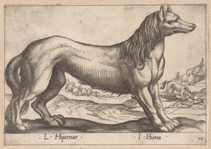 Hyène (série Dieren en fabelwezens, Nova raccolta de li animali piu curiosi del mondo)