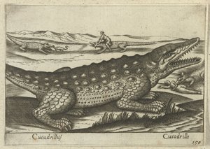 Crocodile - Antonio Tempesta