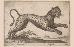 Luipaard / Leopardus / Leopardo (titre sur l