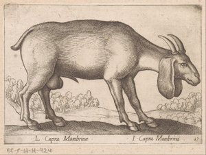 Chèvre Mambrina - Antonio Tempesta