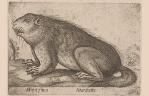 Marmotte Mus Alpinus / Marmotta (titre sur l