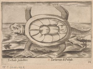 Tortue des marais