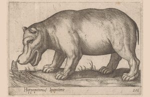 Hippopotame (série Dieren en fabelwezens, Nova raccolta de li animali piu curiosi del mondo) - Antonio Tempesta