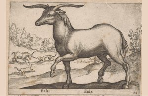 Cheval avec des cornes