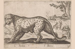 Panthère (Animaux et créatures fabuleuses) - Antonio Tempesta