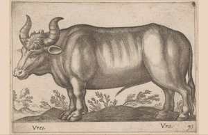 Boeuf (Animaux et créatures fabuleuses) - Antonio Tempesta