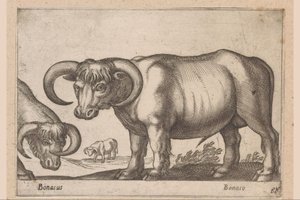 Bovins (Animaux et créatures fabuleuses) - Antonio Tempesta