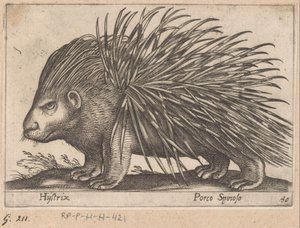 Porc-épic - Antonio Tempesta