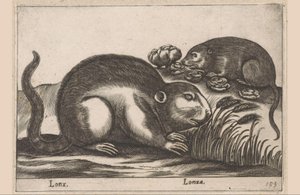 Deux rats musqués (Lonx / Lonza) (Animaux et créatures fabuleuses) (Nova raccolta de li animali piu curiosi del mondo)