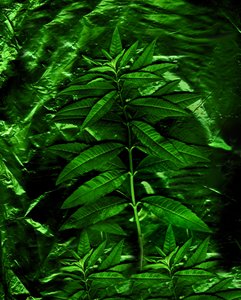 Green-4, 2009 (photo) - Antonius Antonius