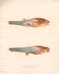 N° 3 et 4 dans les 8 étapes de croissance de la grenouille du Surinam - Archibald Robertson