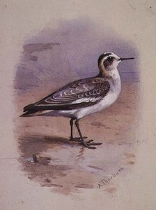 Un Phalarope Gris