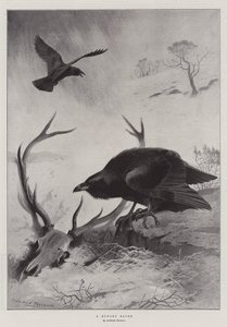 Un corbeau affamé - Archibald Thorburn