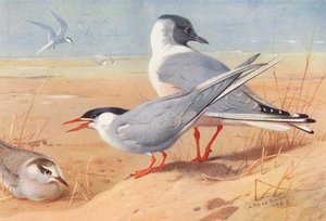 Sterne arctique (adulte et jeune), Mouette de Bonaparte - Archibald Thorburn