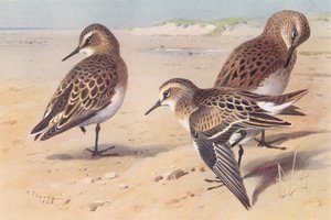 Bécasseau de Baird, Bécasseau de Bonaparte, Bécasseau minute (immature, automne)