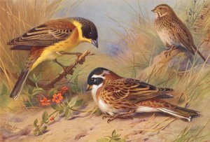 Bruant à tête noire, Bruant proyer, Bruant rustique - Archibald Thorburn