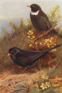 Merle noir (mâle et femelle), Merle à plastron - Archibald Thorburn