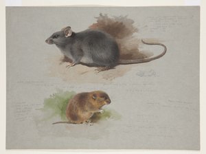 Rat noir et campagnol des Orcades, vers 1915