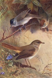 Fauvette à Tête Noire (mâle et femelle), Rossignol - Archibald Thorburn