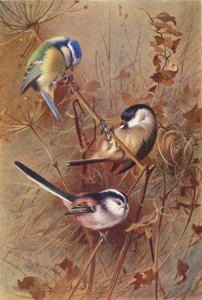 Mésange bleue, Mésange nonnette, Mésange à longue queue - Archibald Thorburn