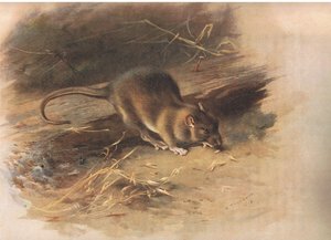 Rat brun, de Mammifères de Thorburn publié par Longmans et Co, vers 1920 - Archibald Thorburn