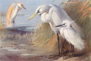 Héron garde-bœufs, Grand Héron blanc, Aigrette garzette - Archibald Thorburn