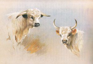 Taureau de Chartley et taureau de Chillingham, de Mammifères de Thorburn publié par Longmans and Co