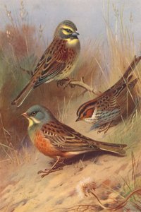 Bruant zizi, Bruant nain, Ortolan - Archibald Thorburn