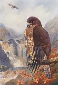 Buse Variable - Archibald Thorburn