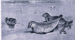 Phoque commun, Nature en Grande-Bretagne publié par Collins - Archibald Thorburn