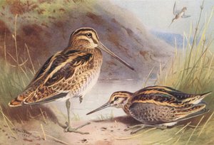 Bécassine des Marais, Bécassine Sourde - Archibald Thorburn