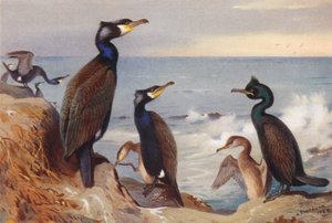 Grand cormoran (adulte et immature), Cormoran huppé (adulte et immature) - Archibald Thorburn
