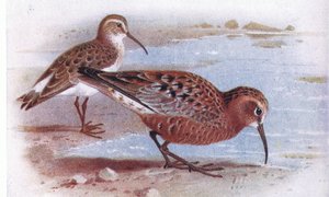 Bécasseau cocorli, de Birds of the British Isles and Their Eggs publié par Frederick Warne & Co Ltd, 1958