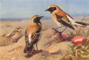 Traquet pie oriental (femelle), Traquet à gorge noire, Traquet du désert - Archibald Thorburn