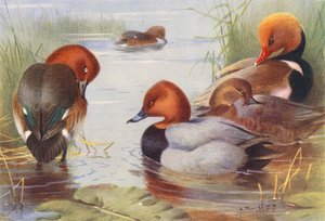 Fuligule nyroca (mâle et femelle), Fuligule milouin (mâle et femelle), Nette rousse - Archibald Thorburn