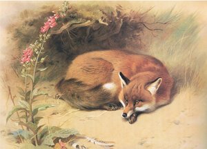 Renard avec digitales, de Mammifères de Thorburn publié par Longmans et Co, vers 1920