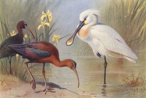 Ibis falcinelle (adulte et immature), Spatule blanche - Archibald Thorburn