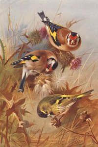 Chardonneret, Tarin des aulnes - Archibald Thorburn