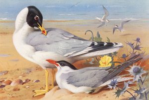 Goéland à tête noire, Sterne caspienne - Archibald Thorburn