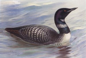 Plongeon imbrin - Archibald Thorburn