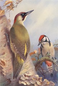 Pic vert, Pic épeiche (immature) - Archibald Thorburn